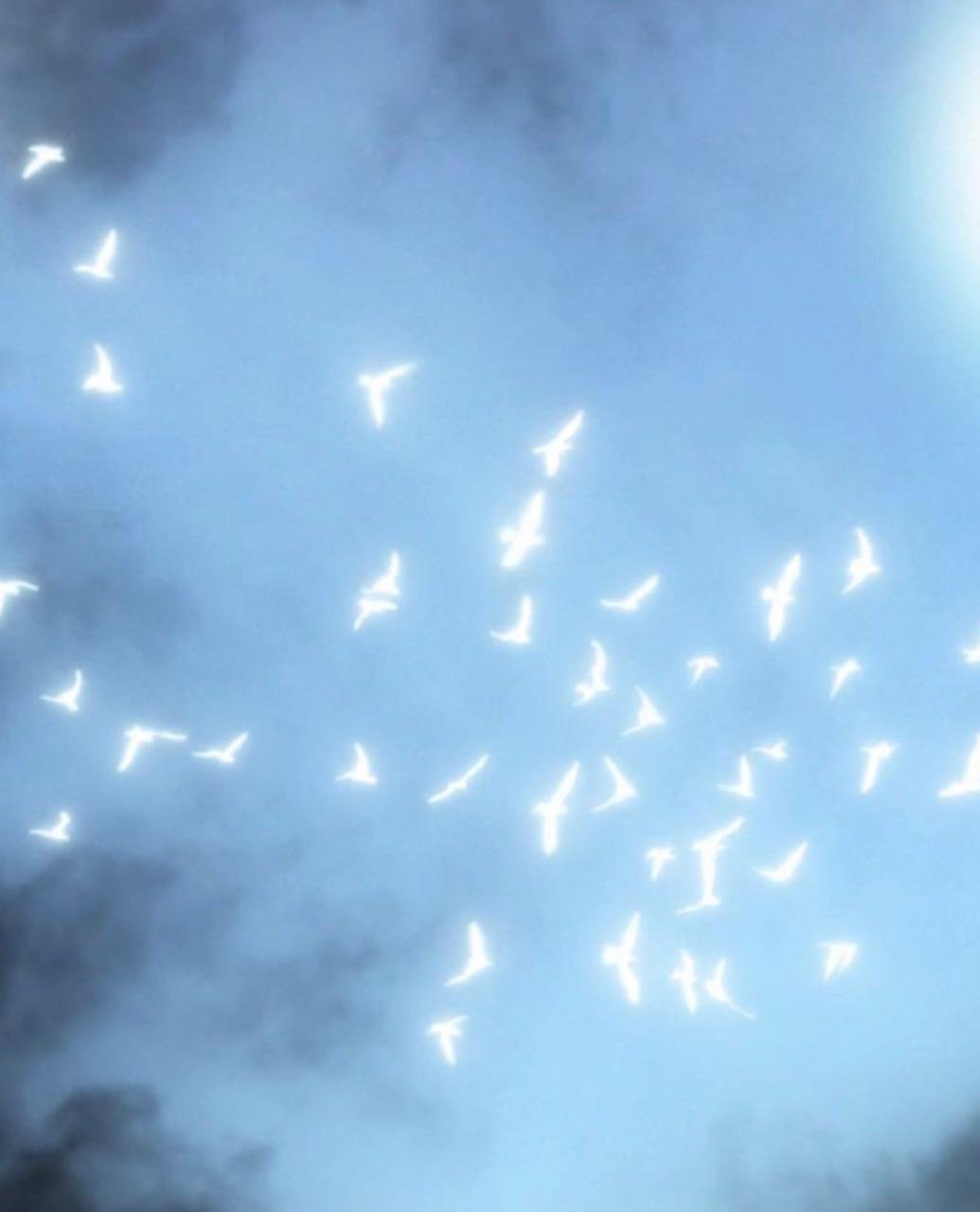 Birds moving through light